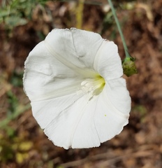 Calystegia purpurata