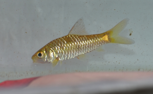 Wynaad barb (Puntius mahecola) — Cyprinidae — 2