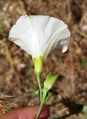 Calystegia purpurata