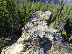 Penstemon fruticosus