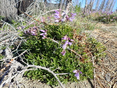Penstemon fruticosus