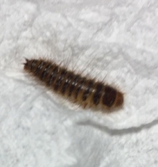 Bostrichoidea