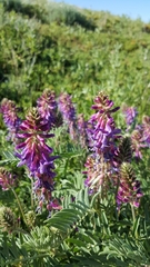 Astragalus bisulcatus