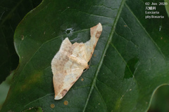 Luxiaria phyllosaria