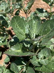 Oxybasis rubra humilis