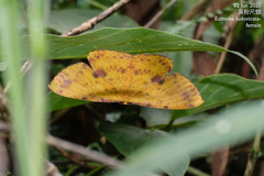 Eumelea ludovicata