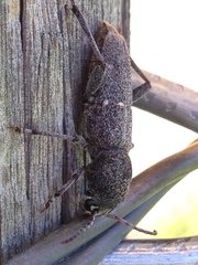 Xylotrechus mormonus