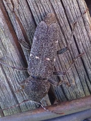 Xylotrechus mormonus