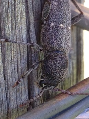 Xylotrechus mormonus