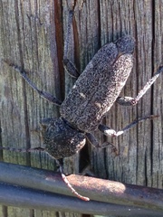 Xylotrechus mormonus