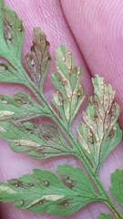 Hyalopsora polypodii