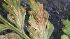 Hyalopsora polypodii