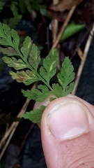 Hyalopsora polypodii
