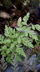 Hyalopsora polypodii
