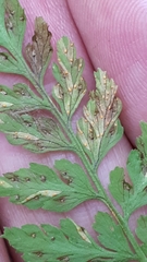 Hyalopsora polypodii