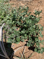 Oxybasis rubra humilis