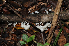 Marasmiellus volvatus