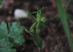 Epipactis exilis