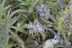 Astragalus dasyanthus