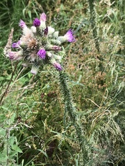 Cirsium palustre