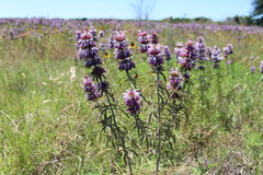 Monarda citriodora