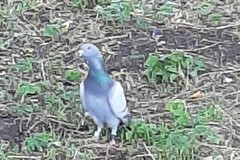 Columba livia domestica