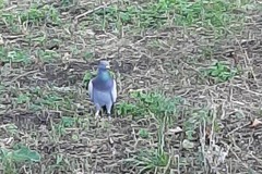 Columba livia domestica