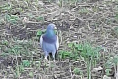 Columba livia domestica