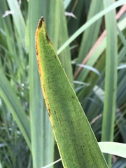 Iris pseudacorus