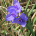 Western Spiderwort - Photo (c) Heidi Eaton, some rights reserved (CC BY-NC), uploaded by Heidi Eaton