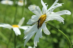 Synanthedon pictipes