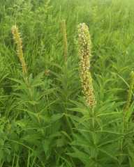 Veronicastrum sibiricum