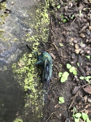 Dasysphinx mucescens