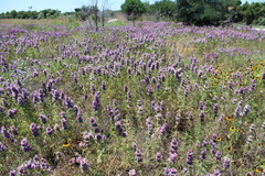 Monarda citriodora