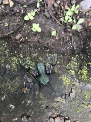 Dasysphinx mucescens