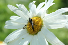 Synanthedon pictipes