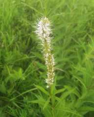 Veronicastrum sibiricum