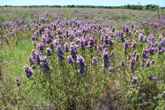 Monarda citriodora
