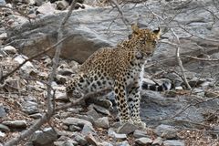 Panthera pardus fusca