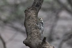 Leiopicus mahrattensis