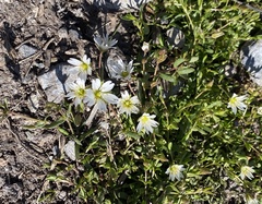 Dichodon cerastoides