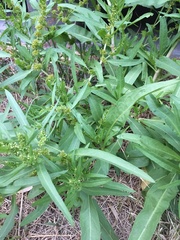 Rumex maritimus
