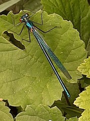 Calopteryx splendens