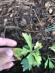 Stylophorum diphyllum