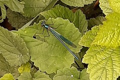Calopteryx splendens