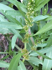 Rumex maritimus