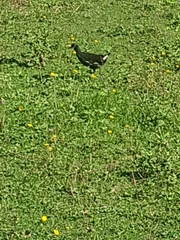 Gallinula chloropus