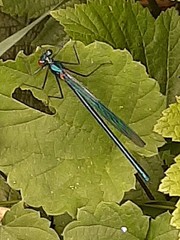 Calopteryx splendens