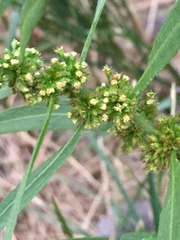 Rumex maritimus