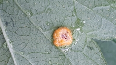 Puccinia caricina